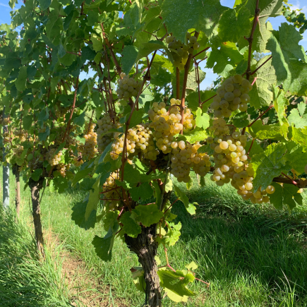 Weingut Axel Bauer zwei Winzer unterhalten sich 